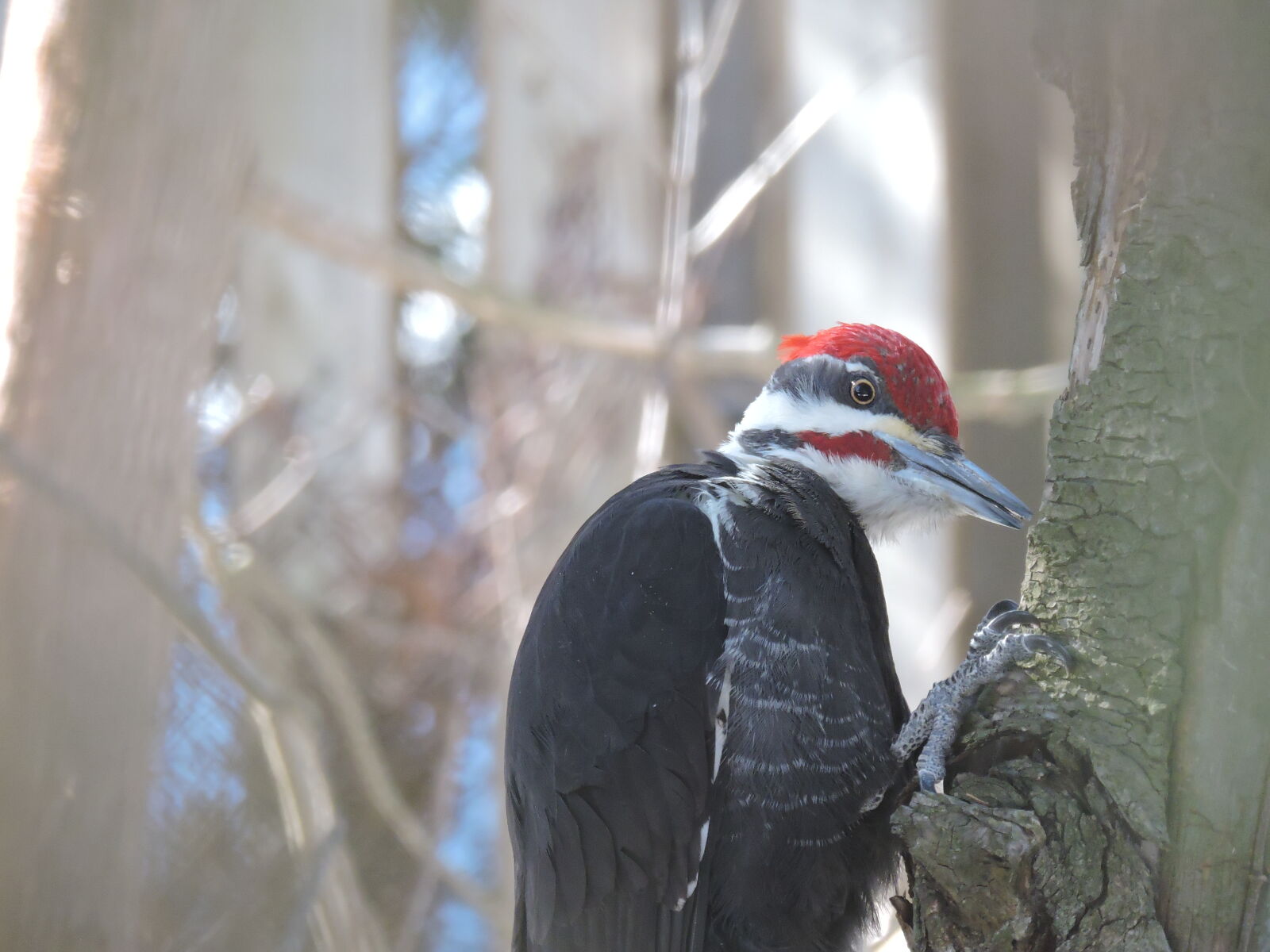 Nikon Coolpix P530 sample photo. Bird, woodpecker photography