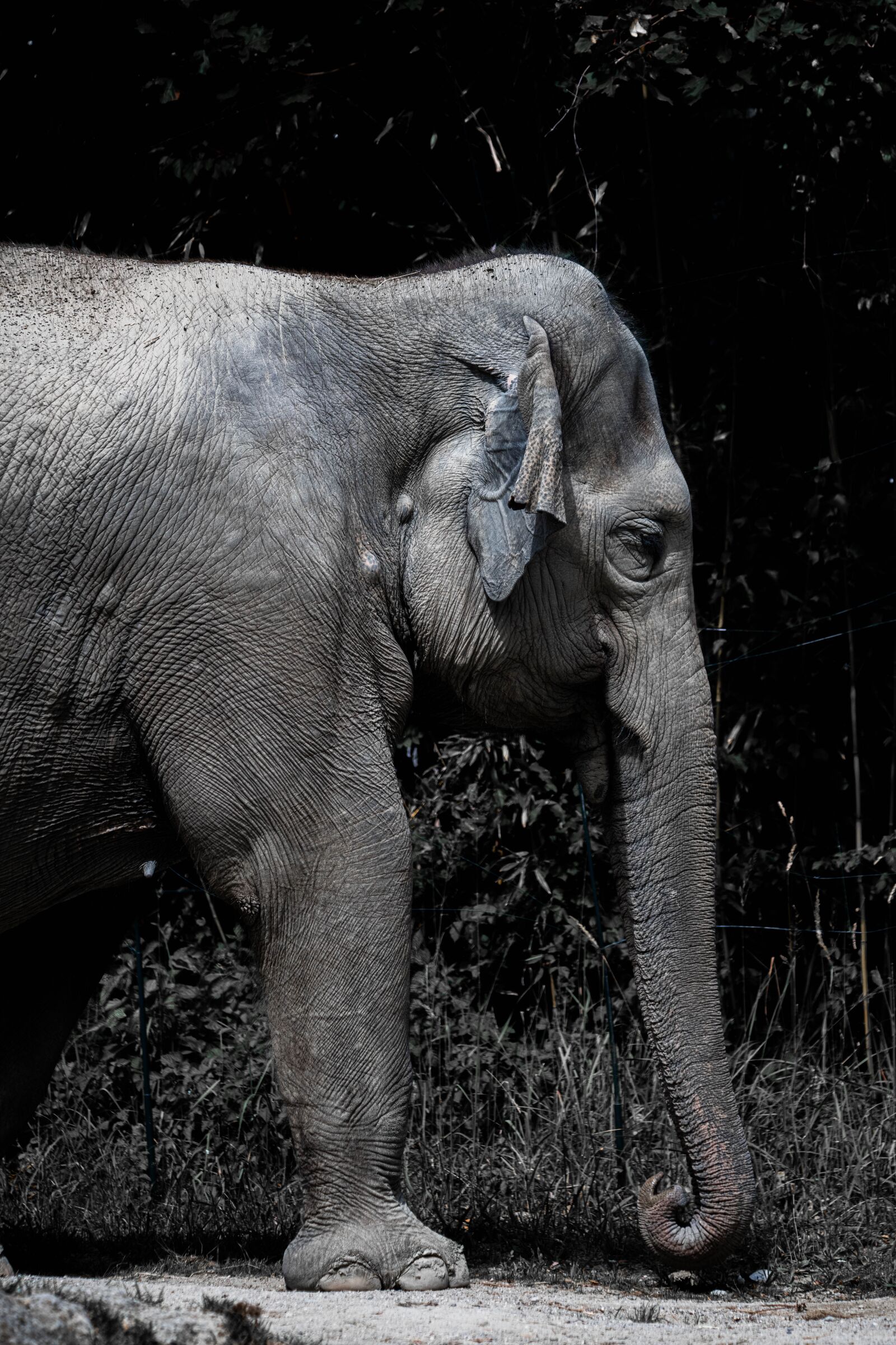 Nikon D850 sample photo. Elephant, africa, safari photography