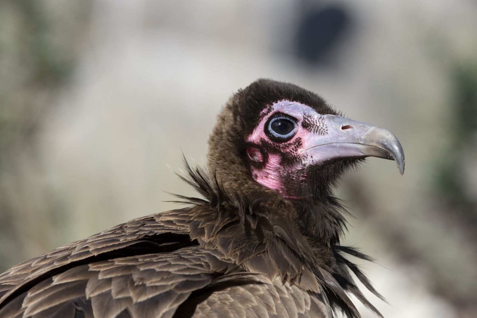 Nikon D7200 sample photo. Birds of prey, zoo photography