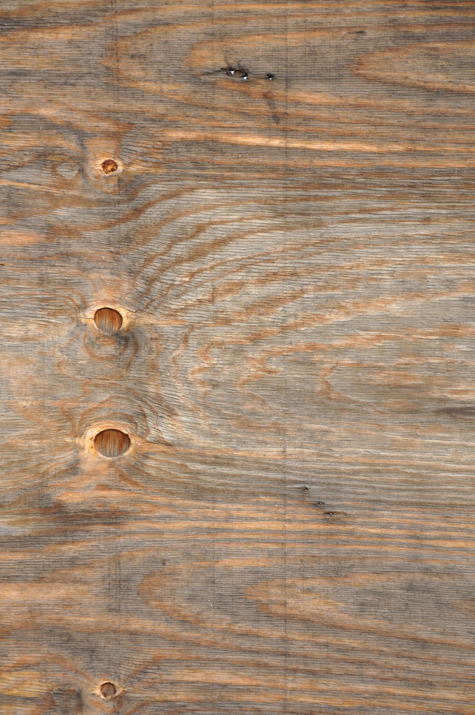 Nikon D90 sample photo. Tree, background, texture photography