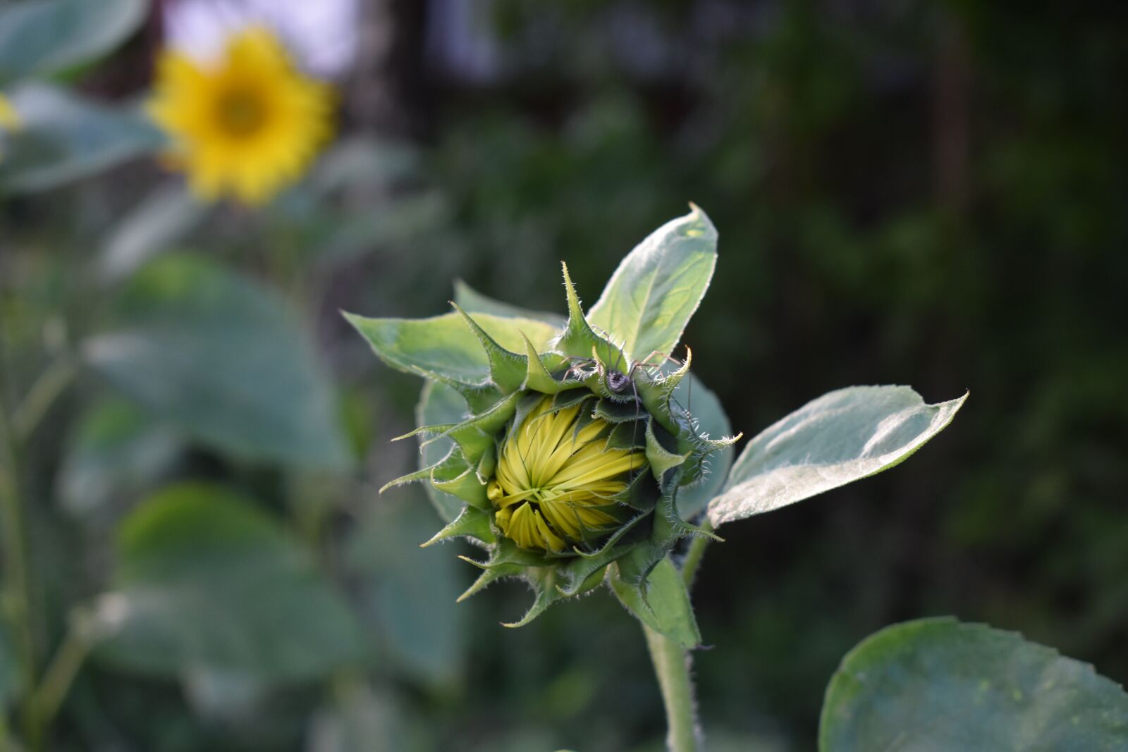 Nikon D3500 sample photo. Sunflower, bud, flower photography