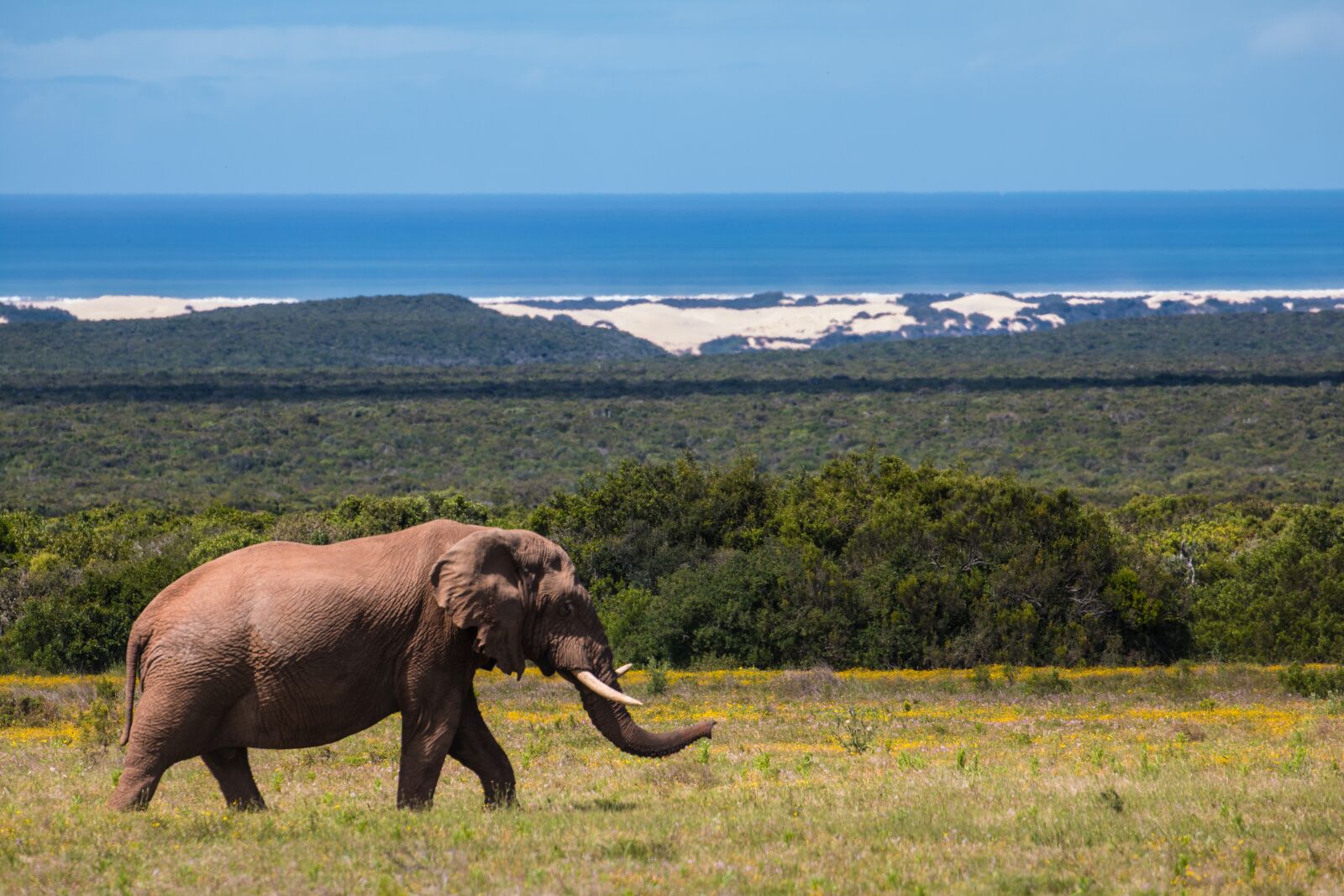Canon EOS 70D sample photo. Elephant, south africa, safari photography