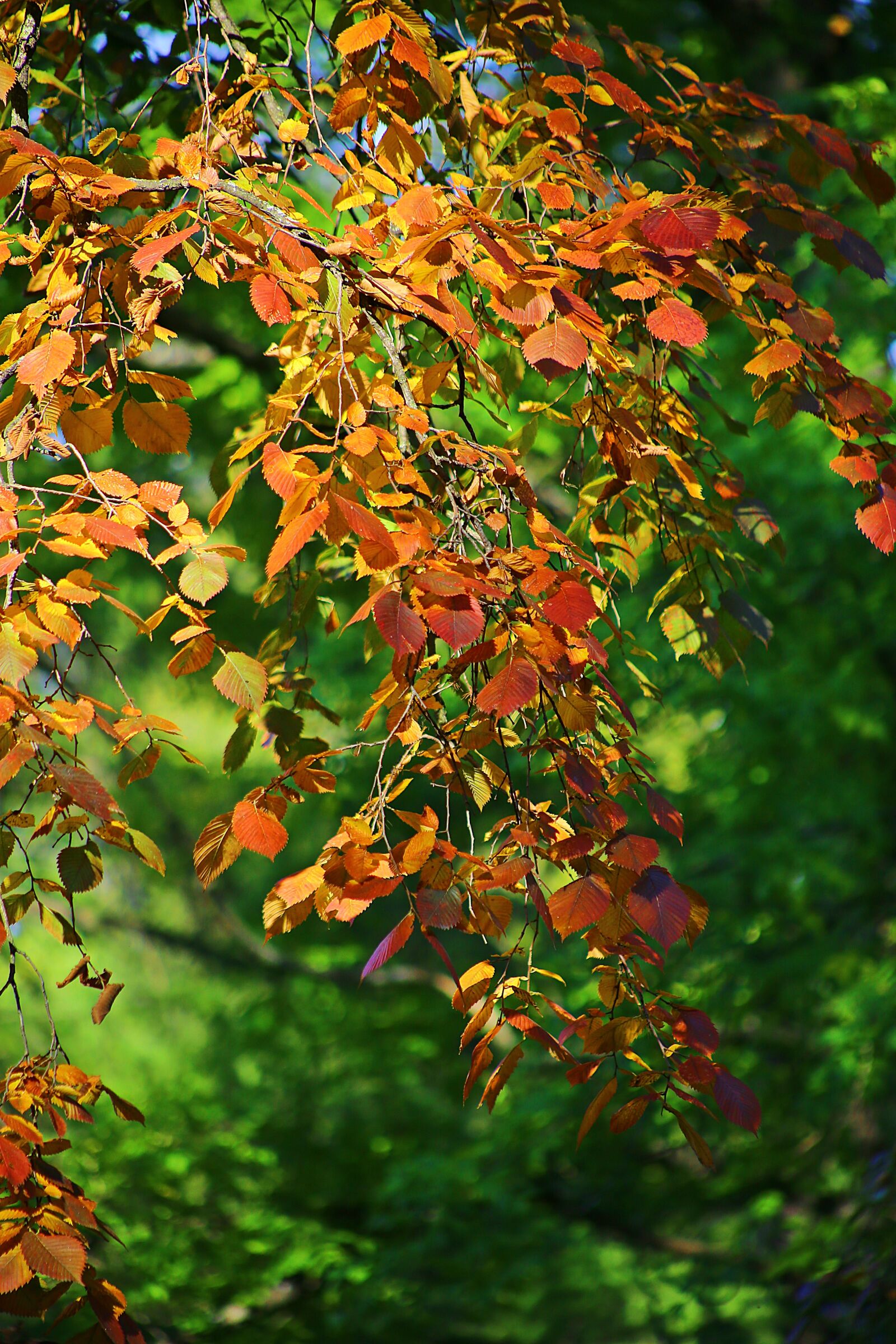 Canon EOS 6D + Canon EF 75-300mm f/4-5.6 sample photo. Autumn, beauty, dere photography