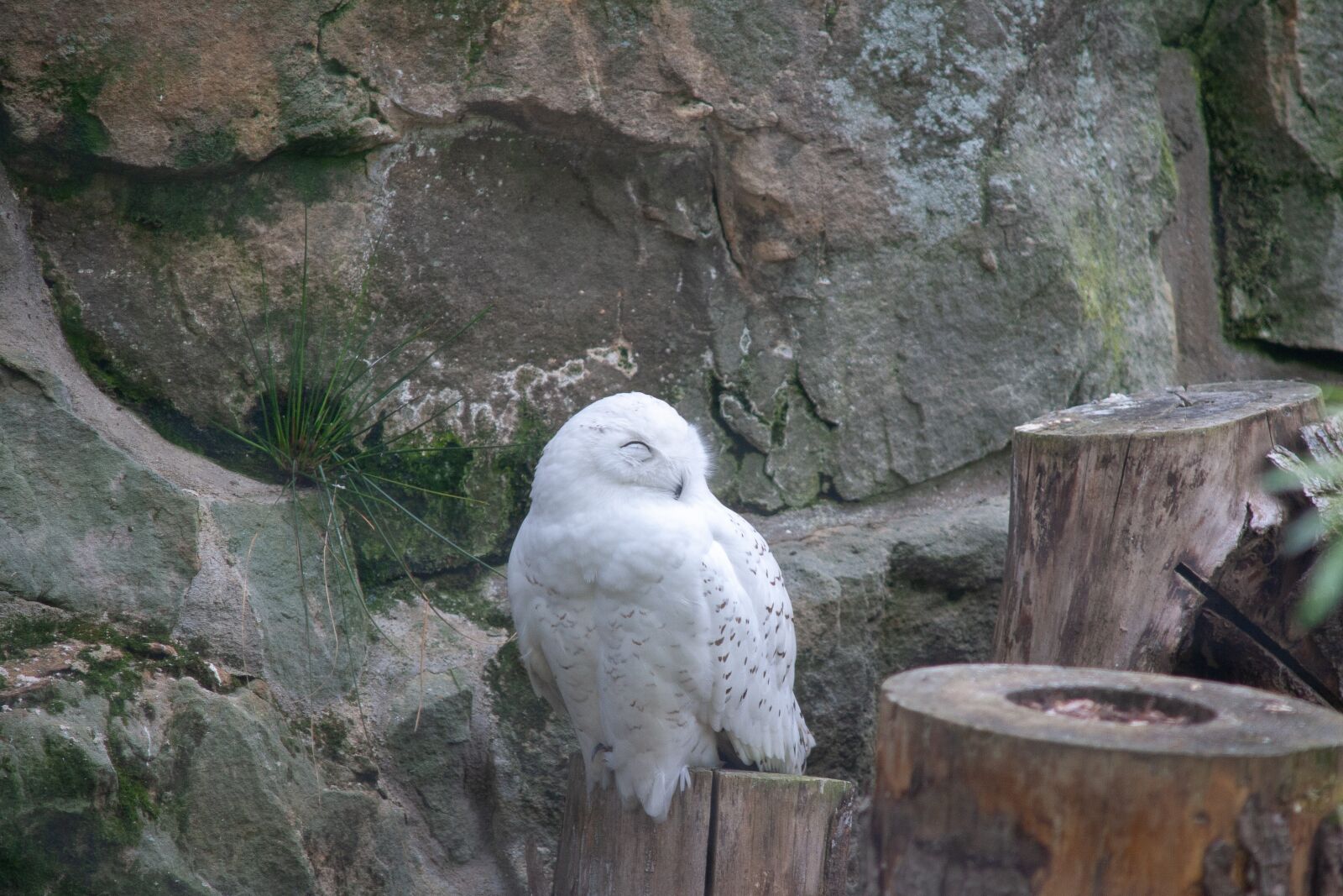 Canon EOS 400D (EOS Digital Rebel XTi / EOS Kiss Digital X) sample photo. Bird, owl, zee photography
