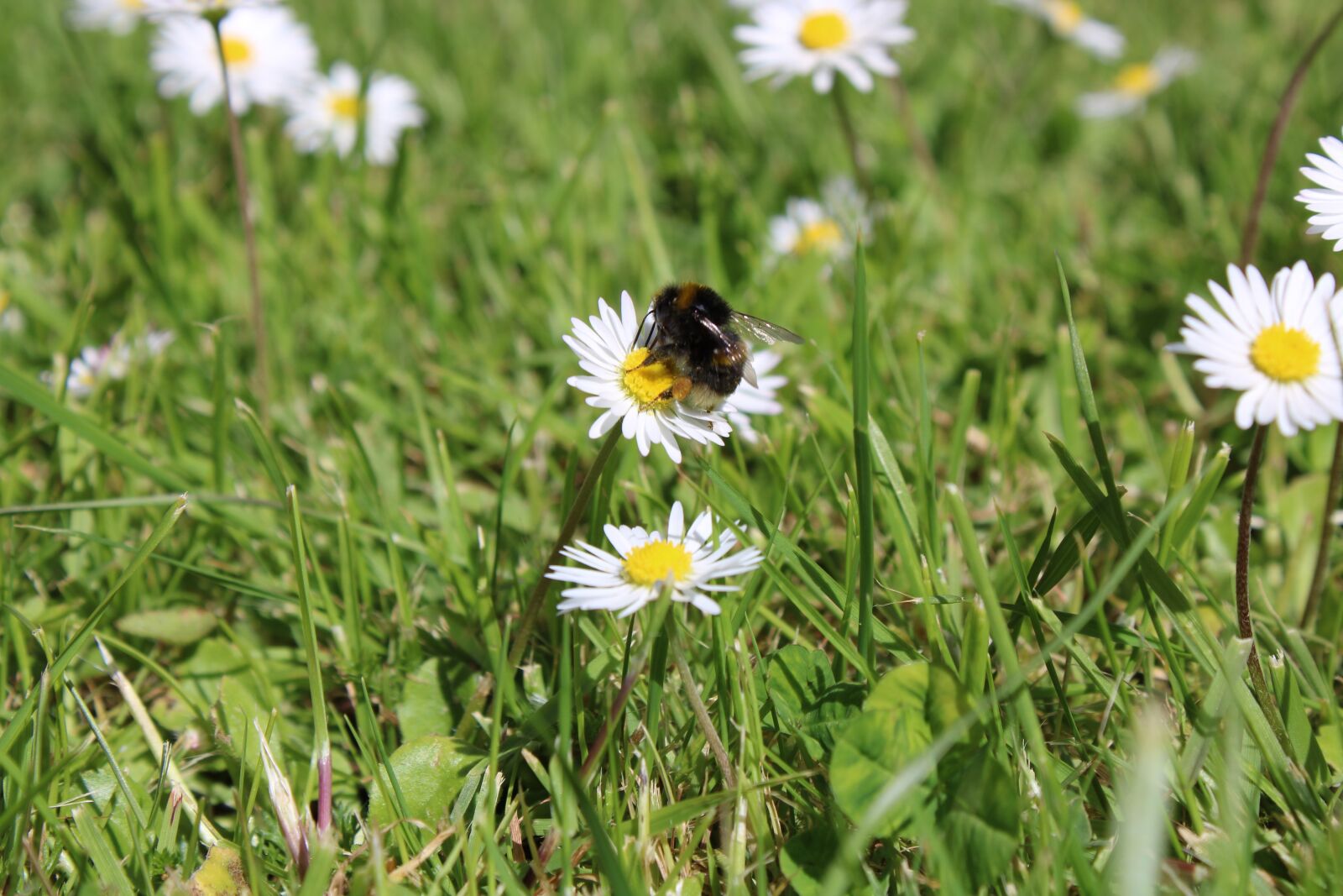 Canon EOS 2000D (EOS Rebel T7 / EOS Kiss X90 / EOS 1500D) sample photo. Hummel, the beginning of photography