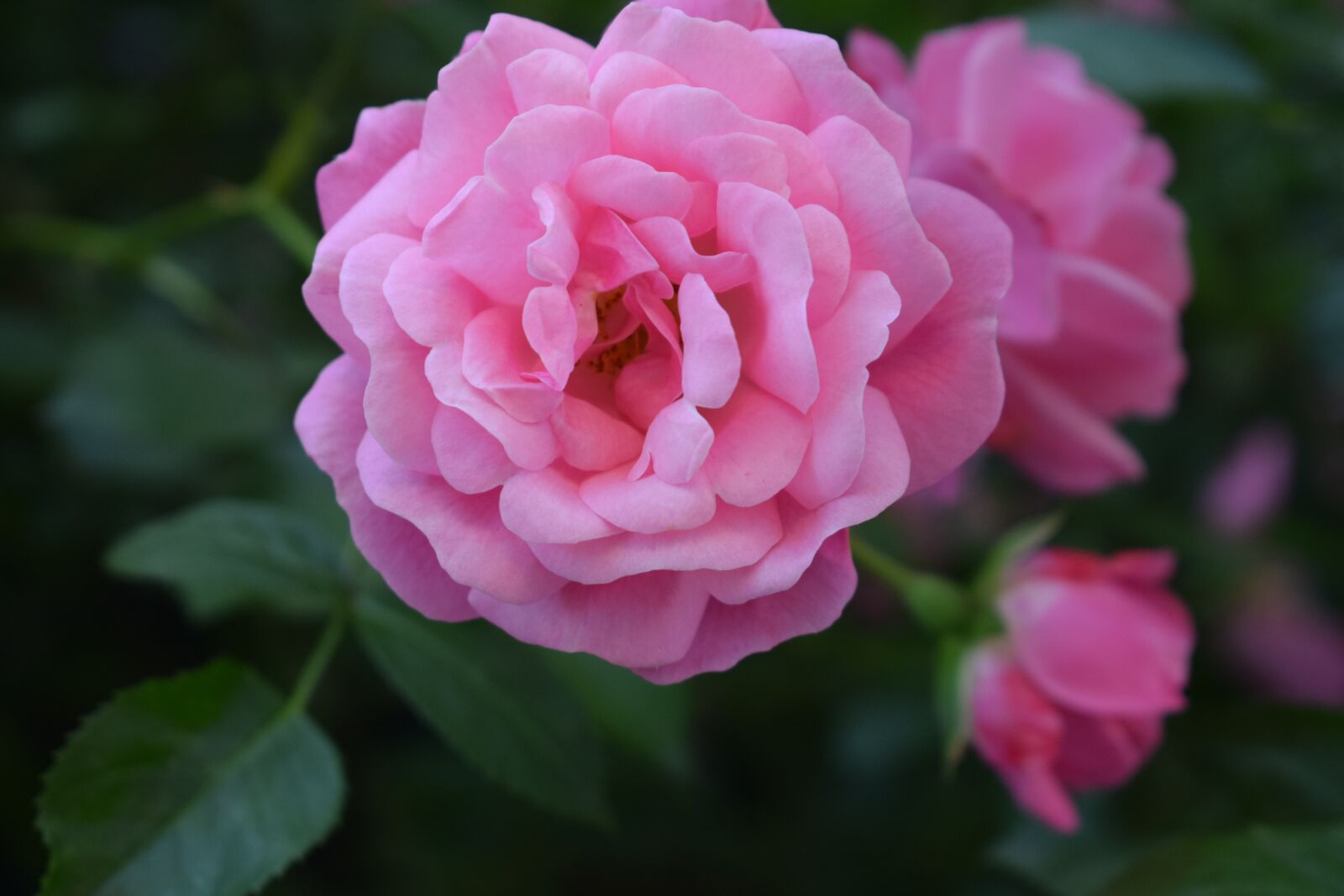 Nikon D3300 sample photo. Red, rose, flower photography
