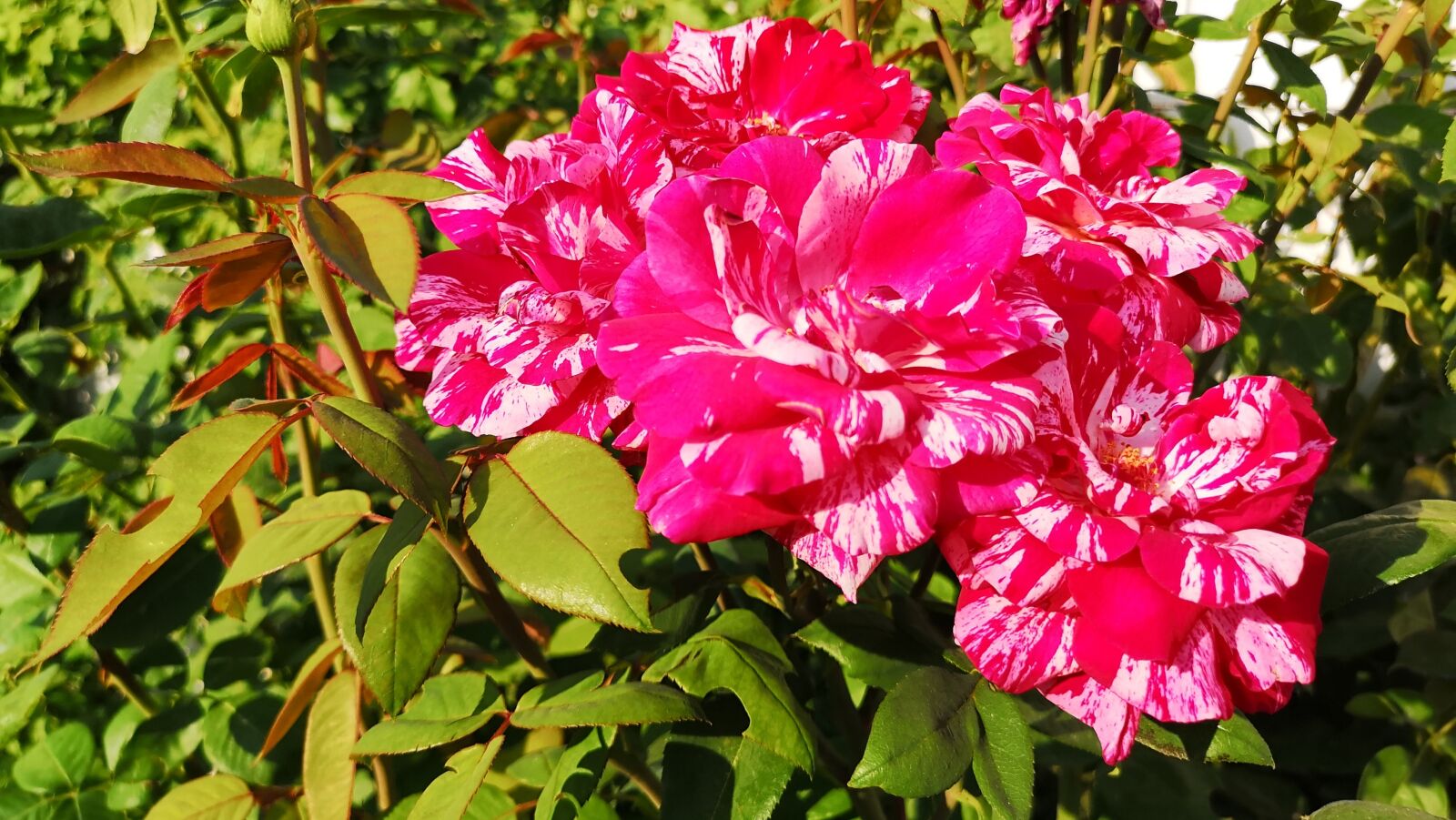 HUAWEI CLT-L09 sample photo. Rosa, flower, garden photography
