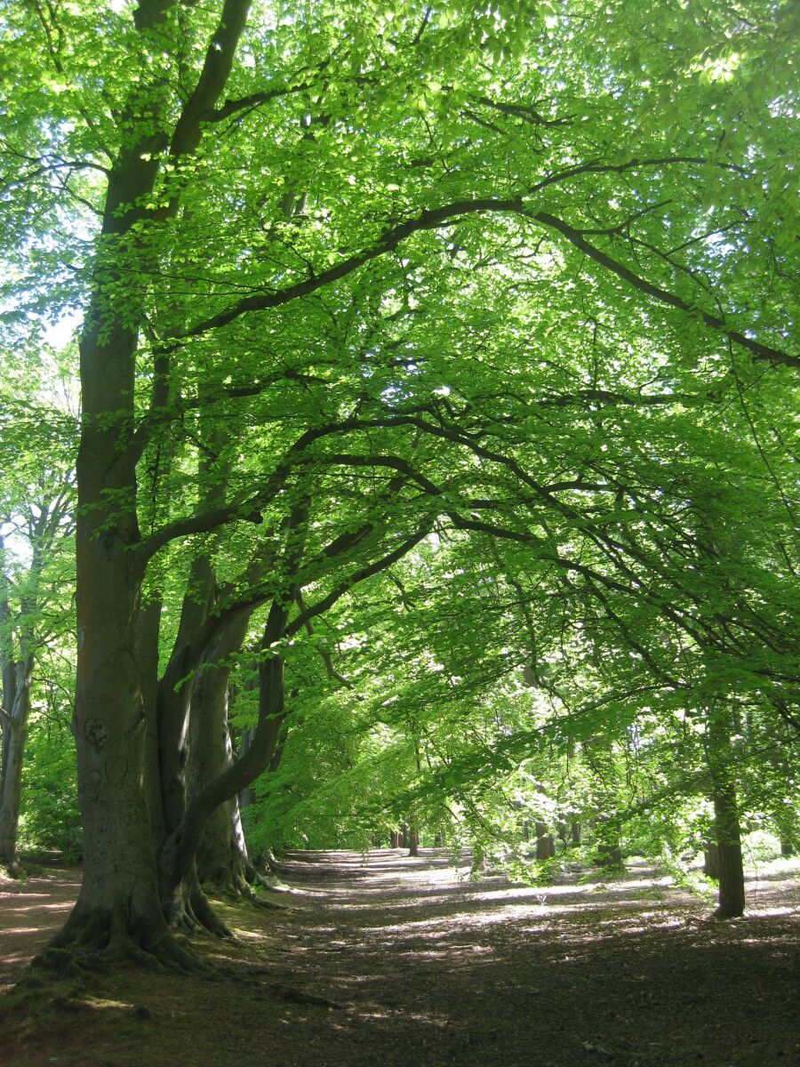 Walking tree. Ходящие деревья. Дерево деревья. Как ходят деревья.