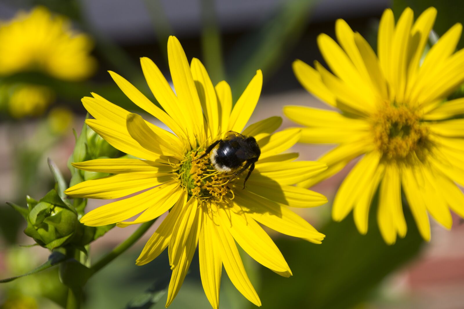 Canon EOS 60D sample photo. Hummel, flower, insect photography