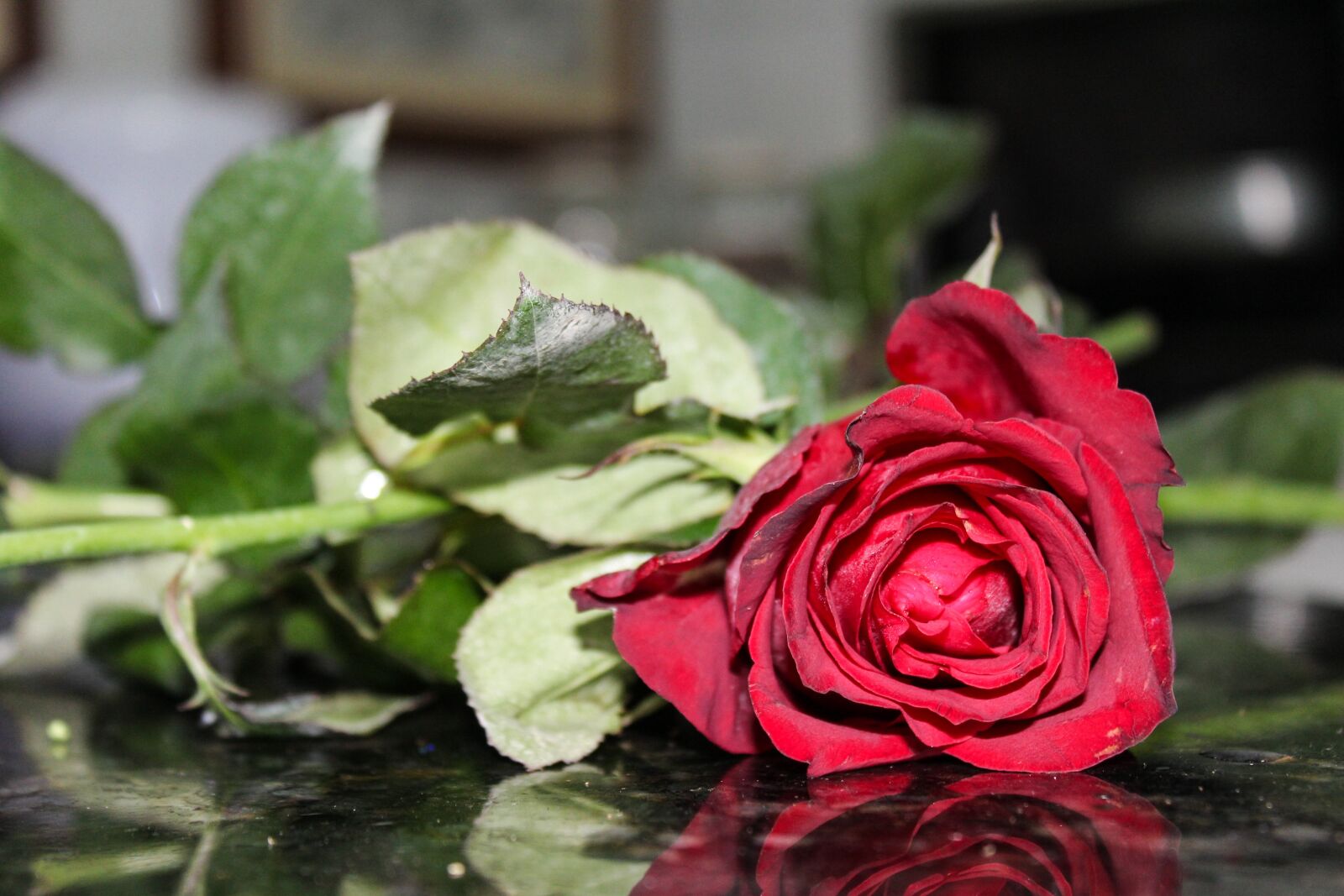 Canon EOS 1200D (EOS Rebel T5 / EOS Kiss X70 / EOS Hi) sample photo. Roses, rosa, flower photography
