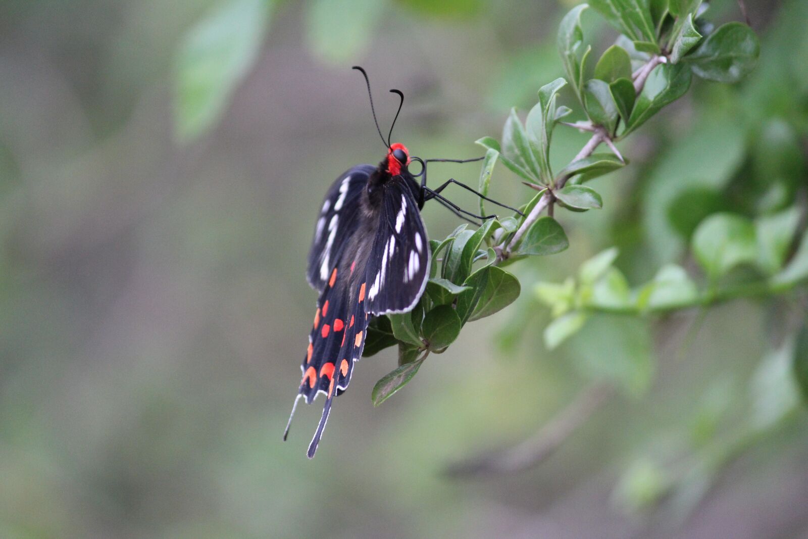 Canon EOS 1200D (EOS Rebel T5 / EOS Kiss X70 / EOS Hi) sample photo. Butterfly, nature, garden photography