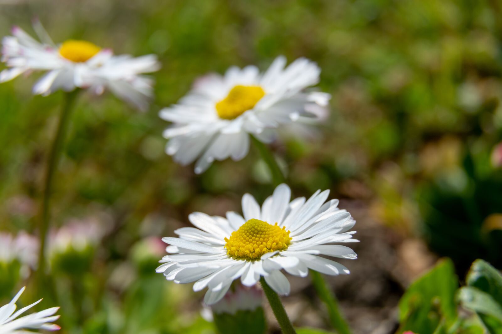 Nikon D3300 sample photo. Flower, garden, spring photography