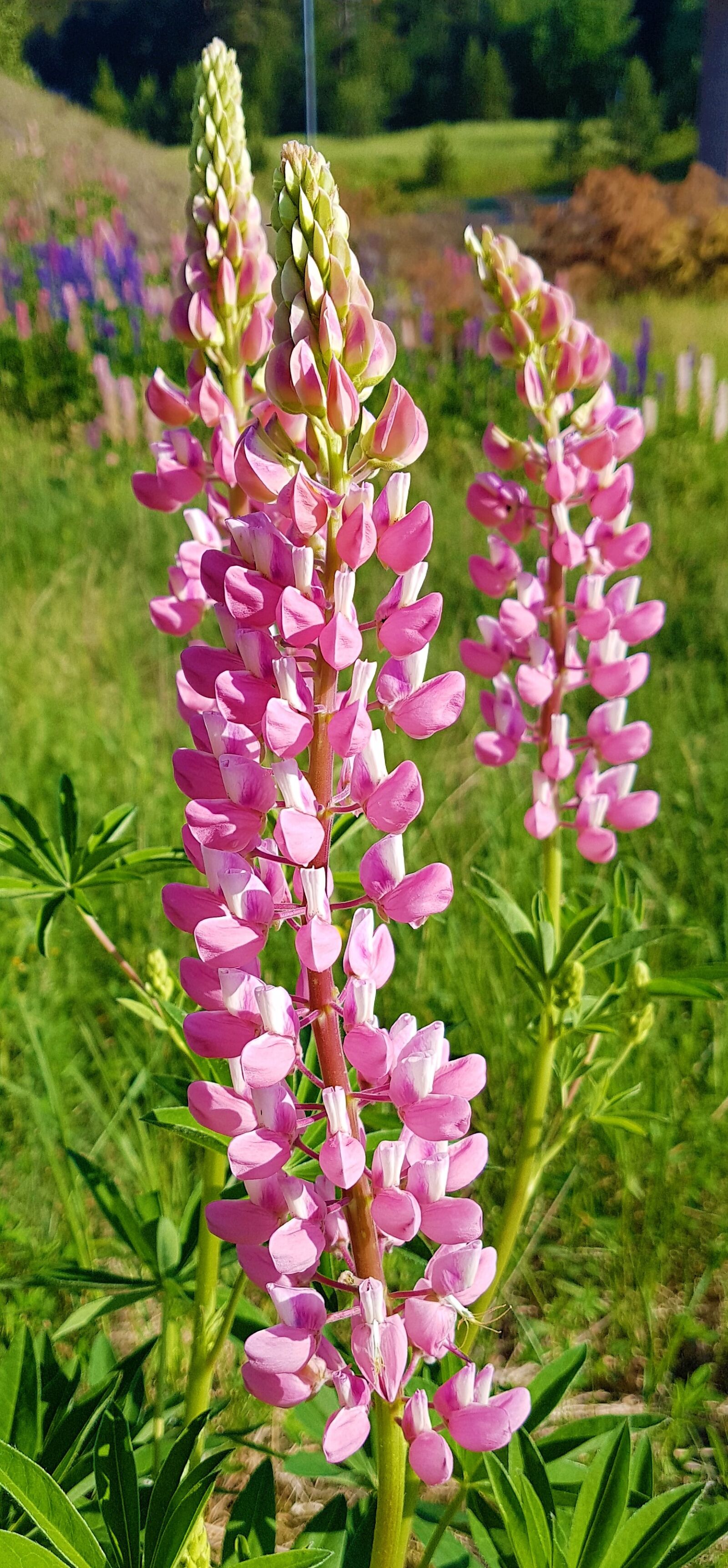 Samsung Galaxy S7 Edge sample photo. Fireweed, flower, pink photography