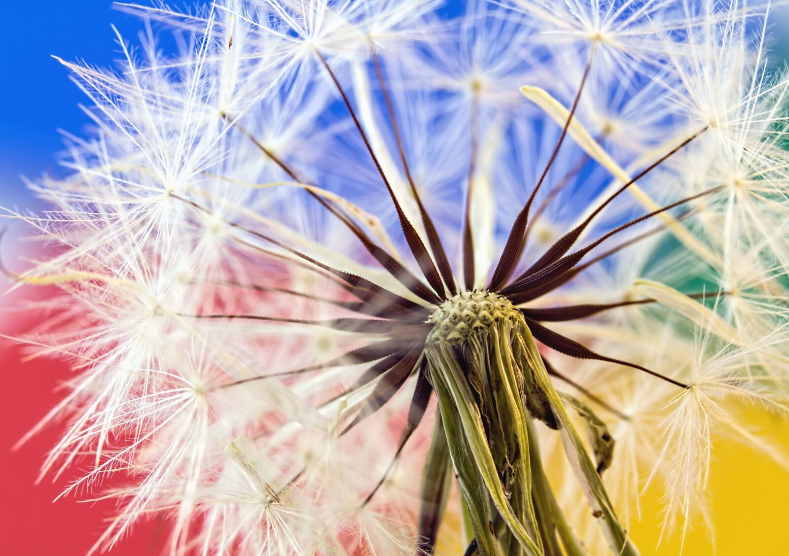 Canon EOS 550D (EOS Rebel T2i / EOS Kiss X4) sample photo. Dandelion, herb, flower, seed photography