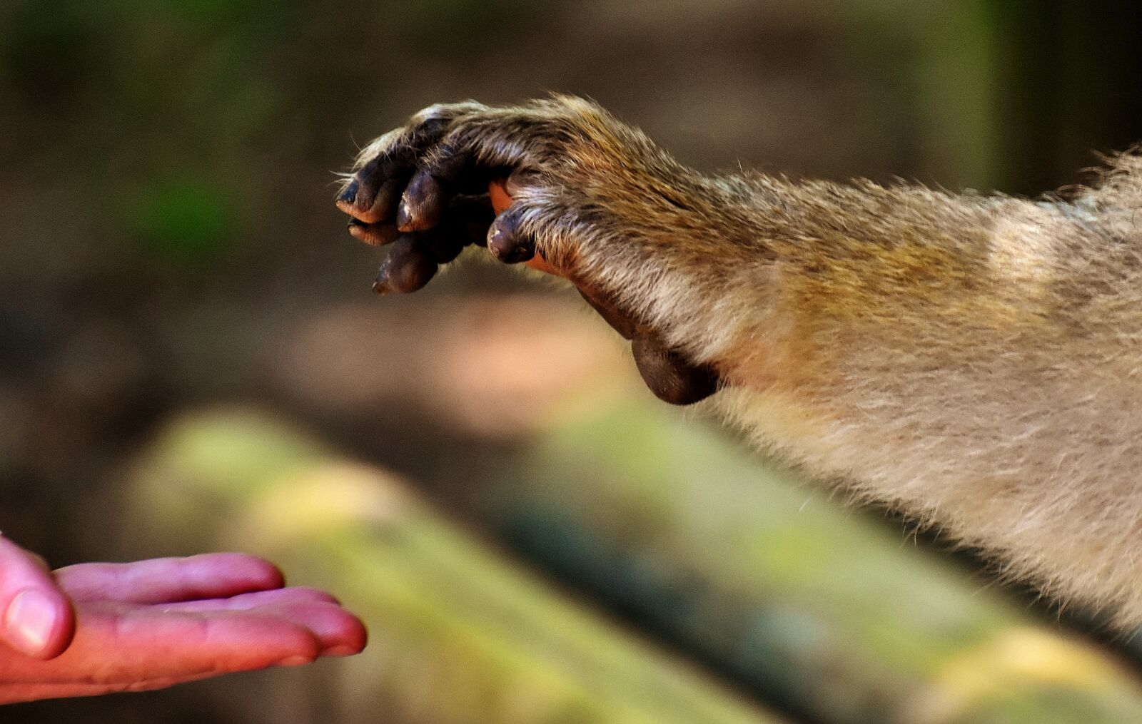 Nikon D7200 sample photo. Barbary ape, endangered species photography
