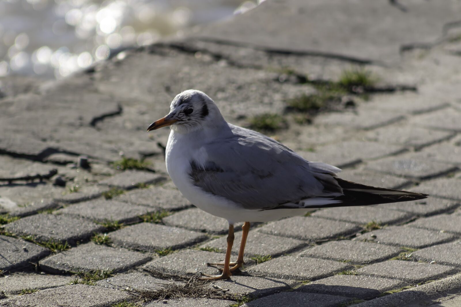 Canon EF75-300mm f/4-5.6 sample photo. Seagull, bird, water bird photography