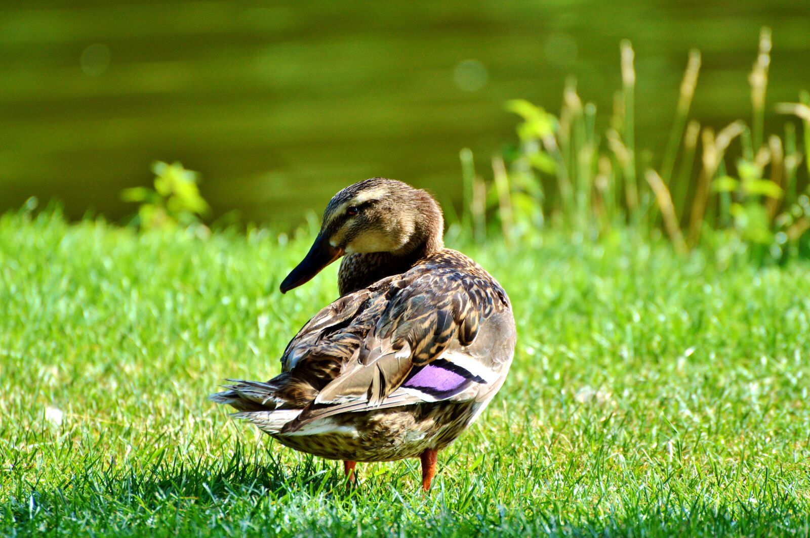 Nikon D3200 sample photo. Ducks, waterfowl, mallard photography