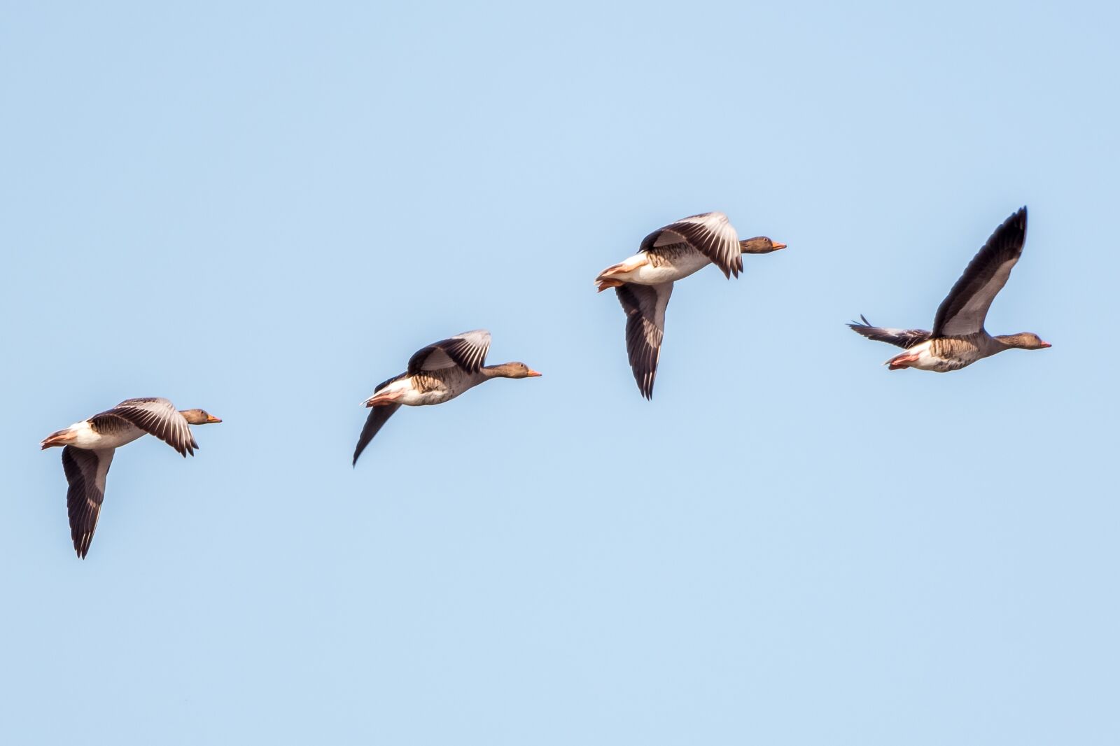 Nikon D750 sample photo. Birds, flying, animal photography