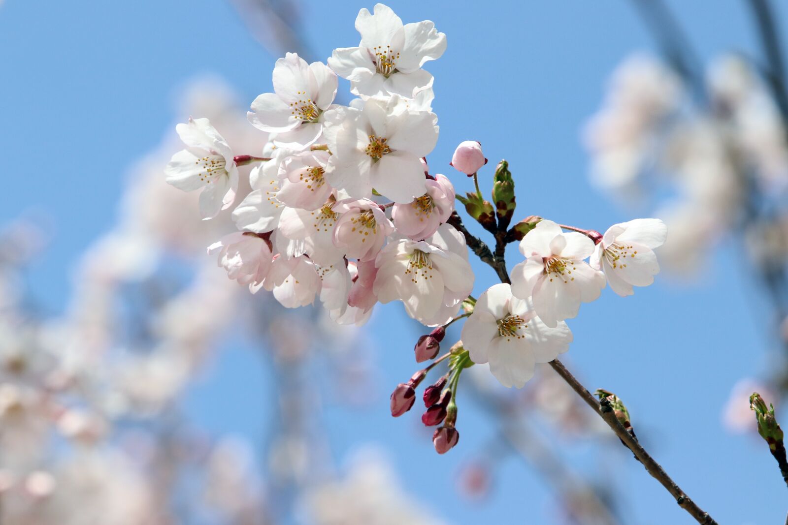 Canon EF 70-200mm F2.8L USM sample photo. Cherry blossom, spring, flowers photography