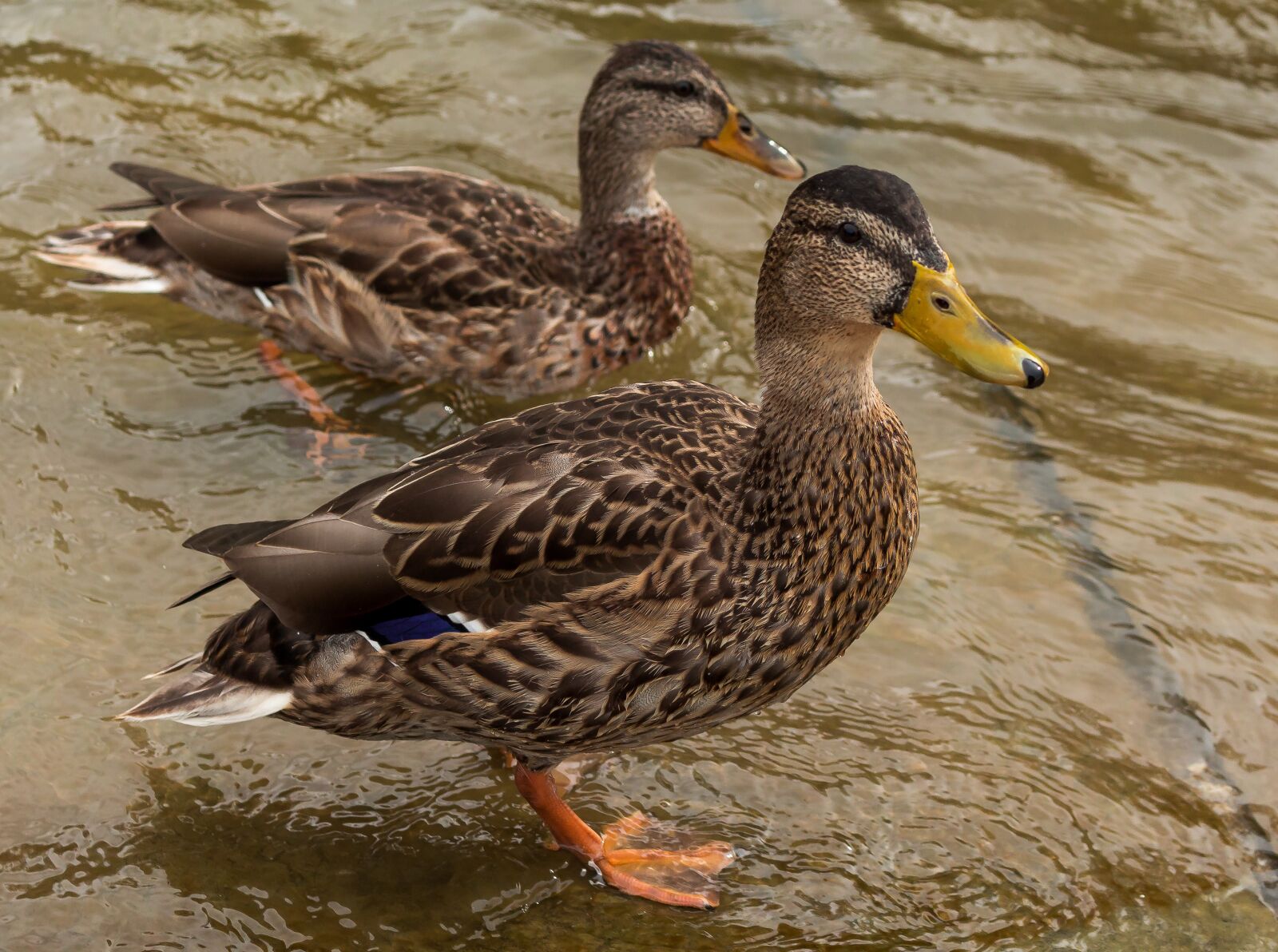 Canon EOS 700D (EOS Rebel T5i / EOS Kiss X7i) sample photo. Birds, ducks, wild ducks photography