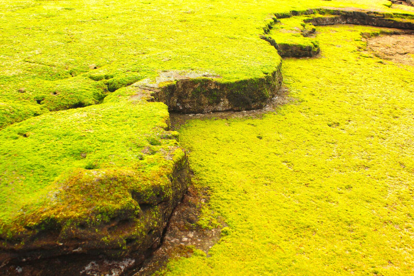 Canon EOS 600D (Rebel EOS T3i / EOS Kiss X5) sample photo. Coastal, rock, moss photography