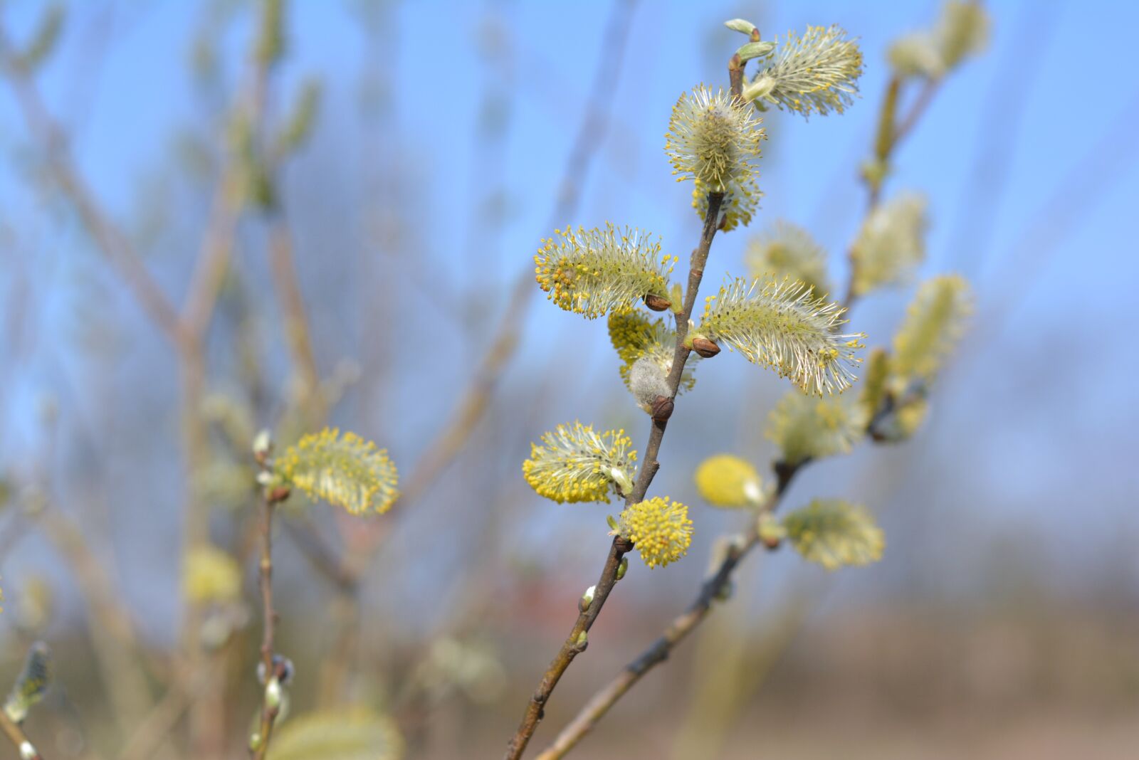 Nikon D5200 sample photo. The basis of, willow photography