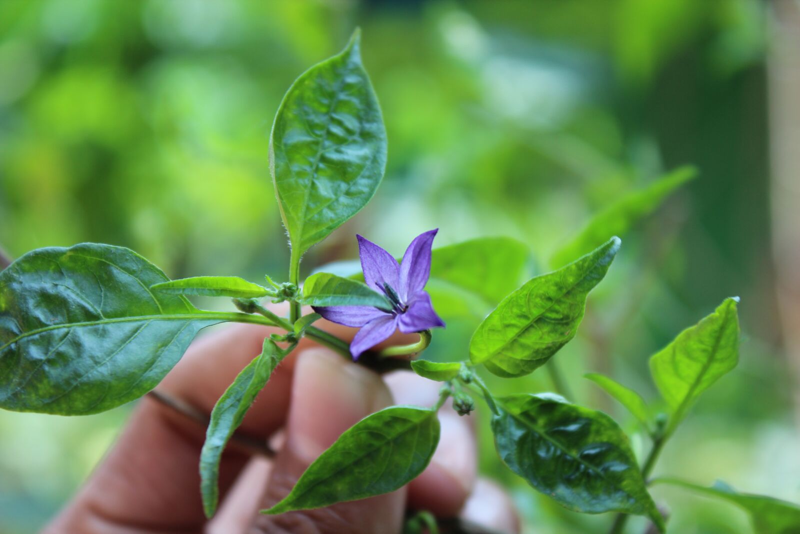 Canon EOS 600D (Rebel EOS T3i / EOS Kiss X5) sample photo. Leaf, nature, flora photography
