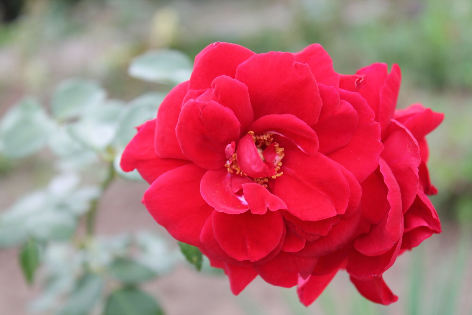 Canon EOS 1100D (EOS Rebel T3 / EOS Kiss X50) sample photo. Rose, flower, red photography