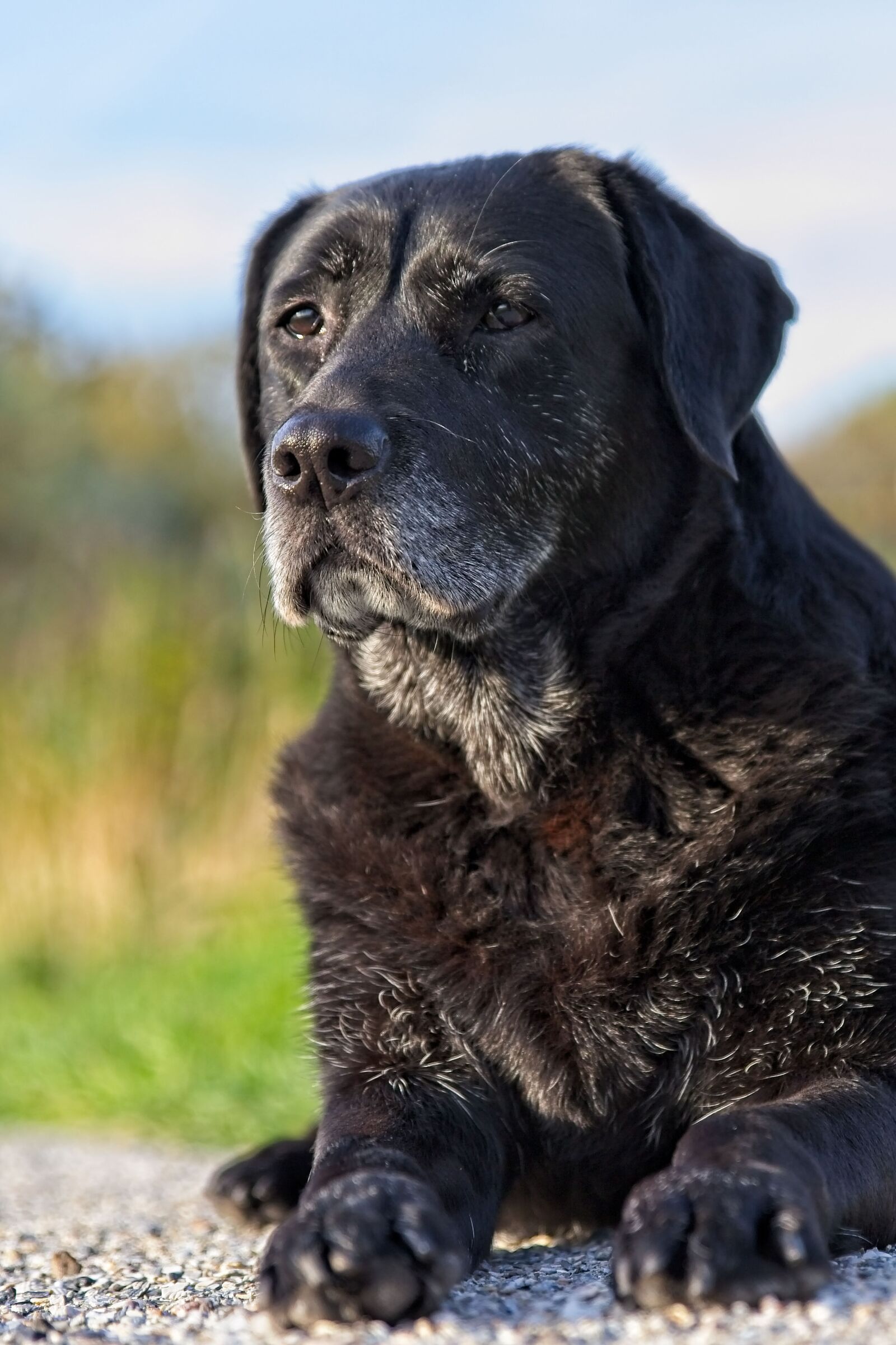Canon EOS 6D Mark II sample photo. Labrador, dog, black photography