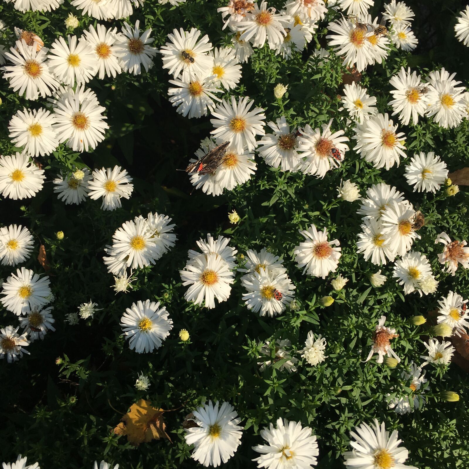 Apple iPhone 6s Plus sample photo. Flowers, plant, nature photography