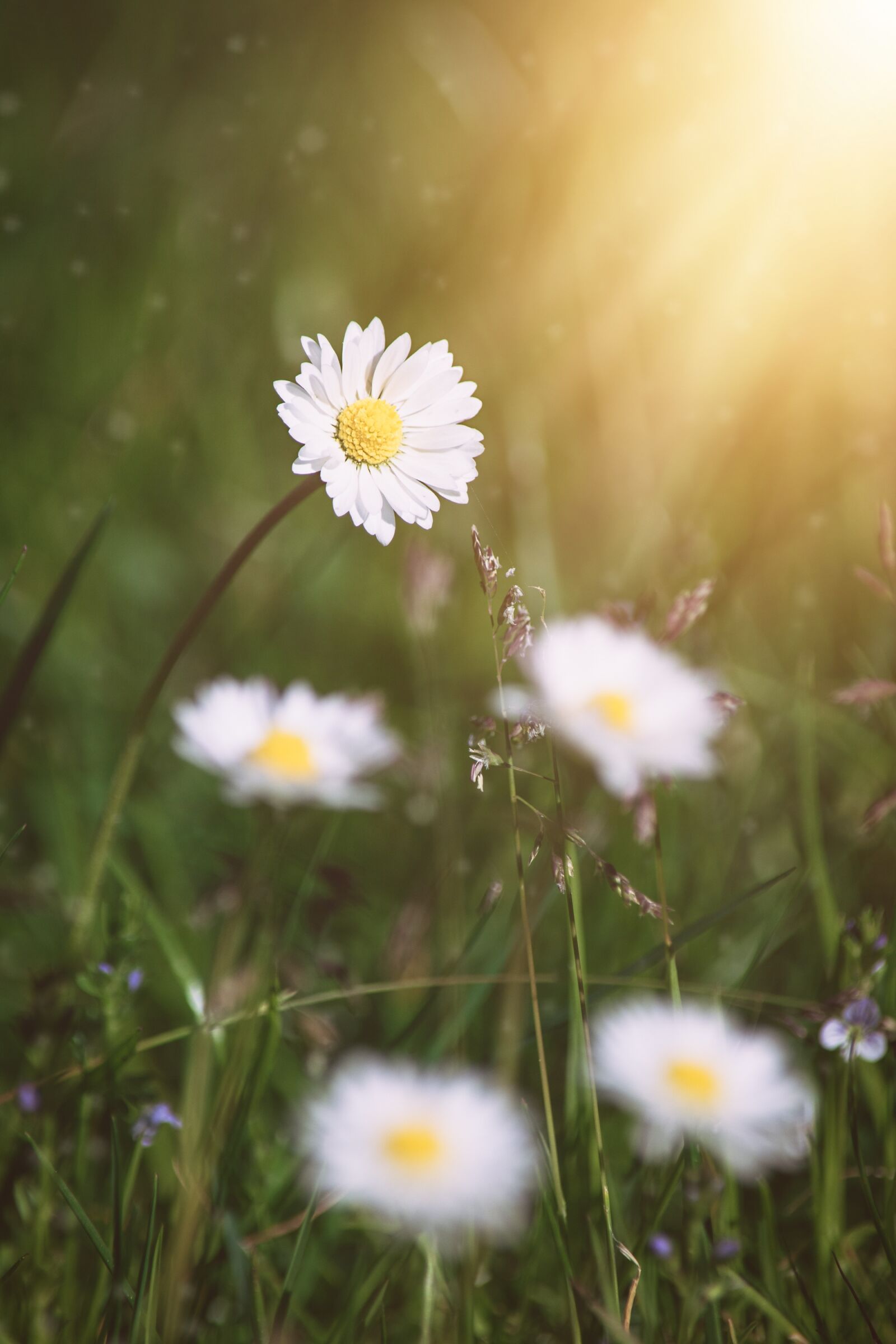 Nikon D7100 sample photo. Daisy, flower, flowers photography