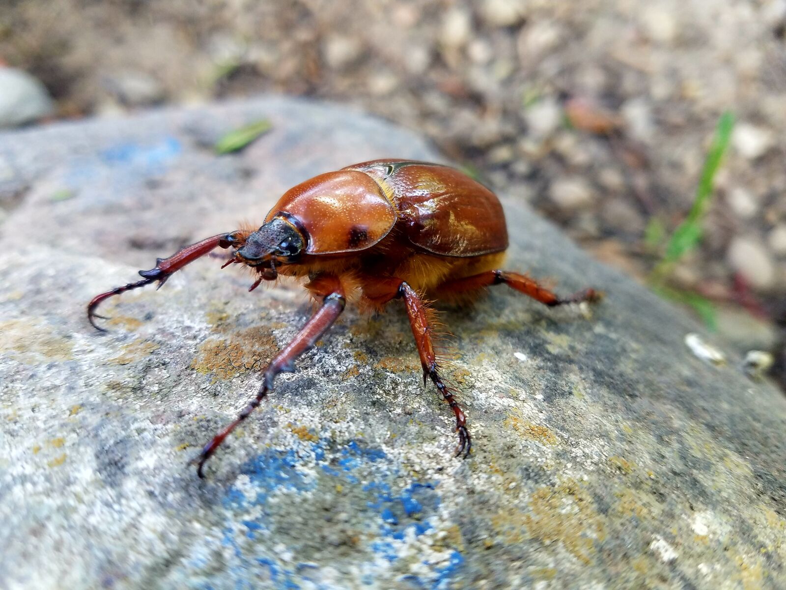 Samsung Galaxy S7 sample photo. Nature, wild life, insect photography
