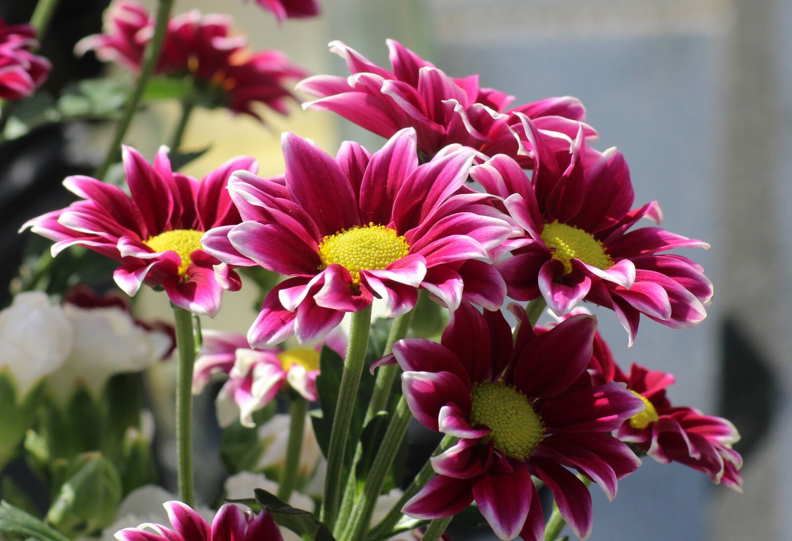 Canon EOS 1200D (EOS Rebel T5 / EOS Kiss X70 / EOS Hi) sample photo. Gazanie, flowers, bouquet photography