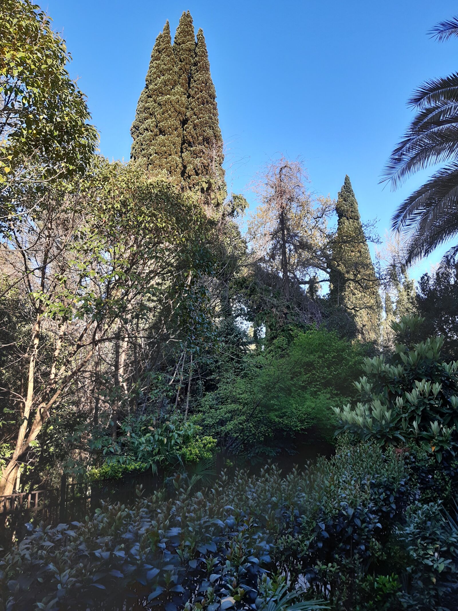 Samsung Galaxy A30 sample photo. Trees, cypress, palm trees photography