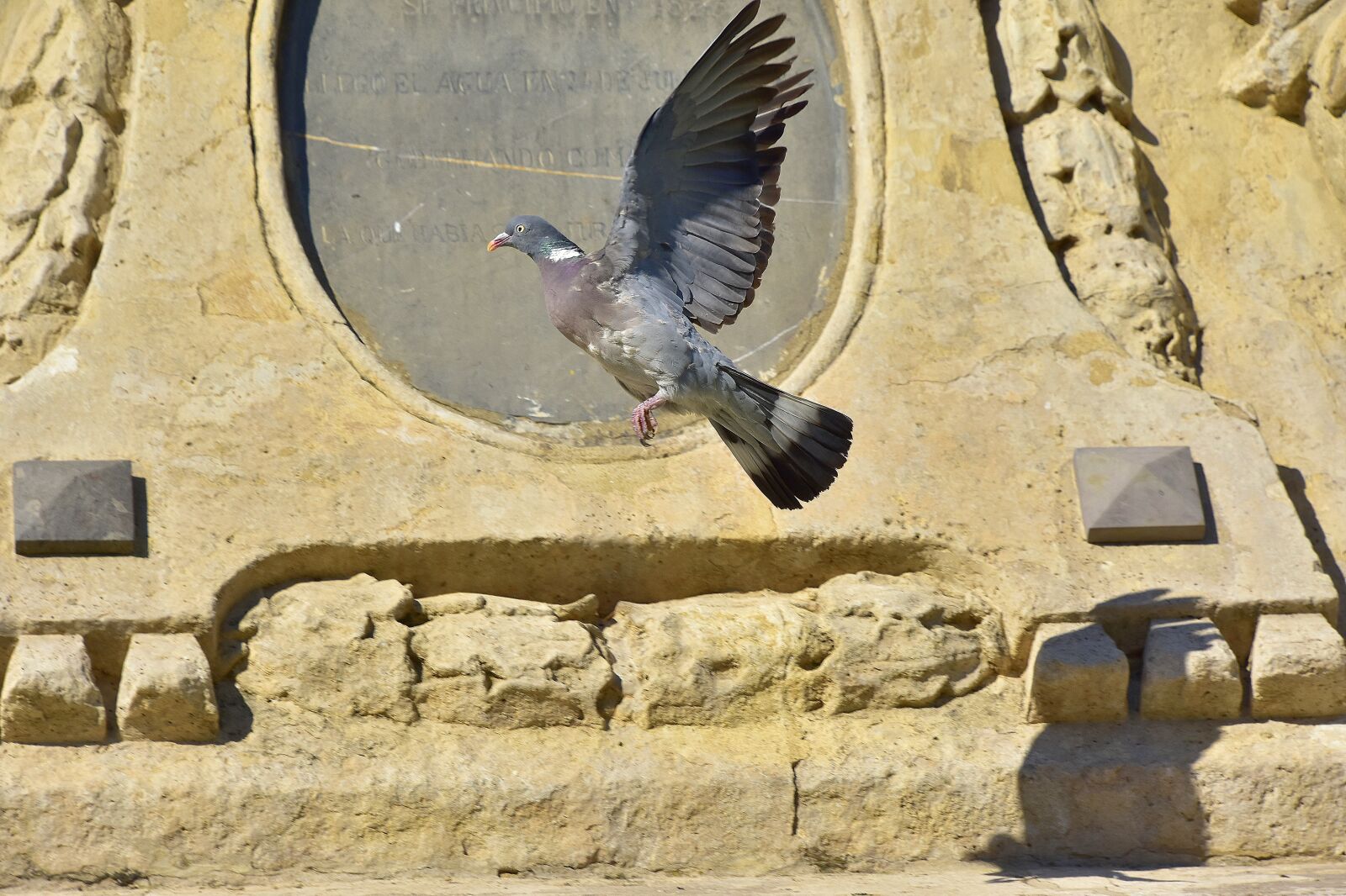 Nikon D7200 sample photo. Birds, paloma, nature photography