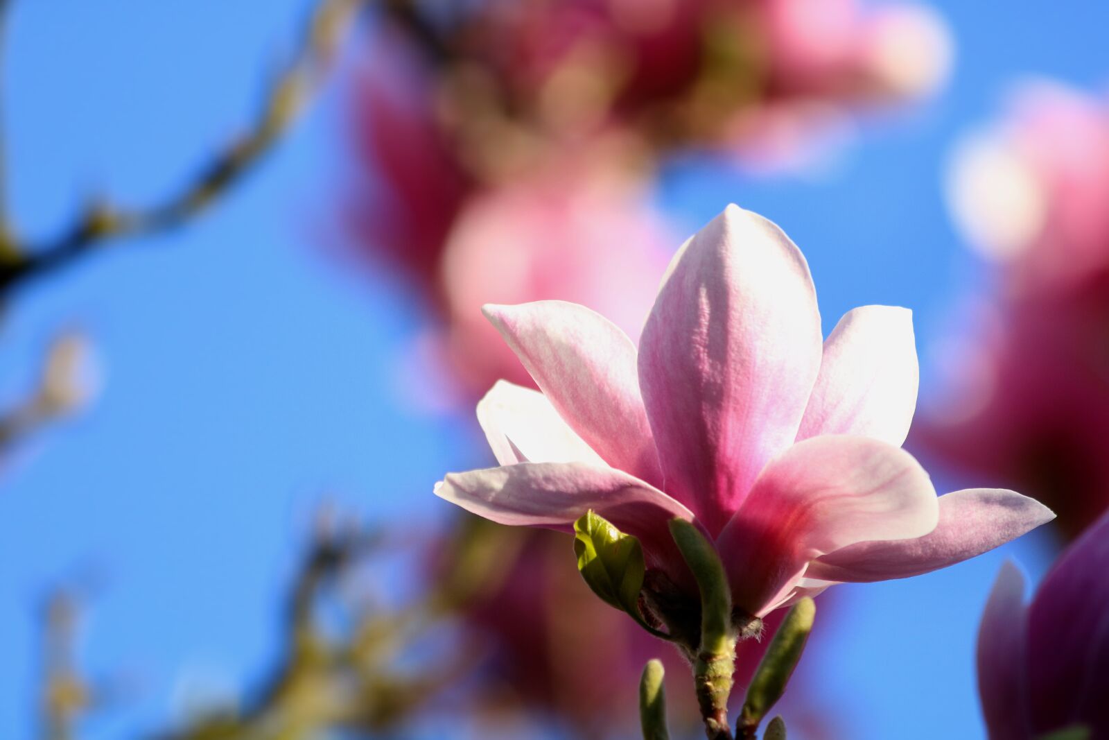 Canon EOS 750D (EOS Rebel T6i / EOS Kiss X8i) sample photo. Magnolia, flower, spring photography