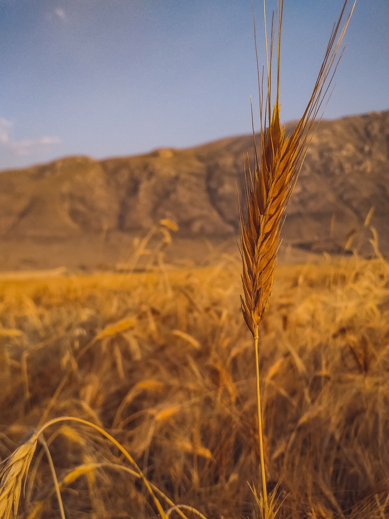 Samsung Galaxy J6+ sample photo. Wheat, barley, plantation photography