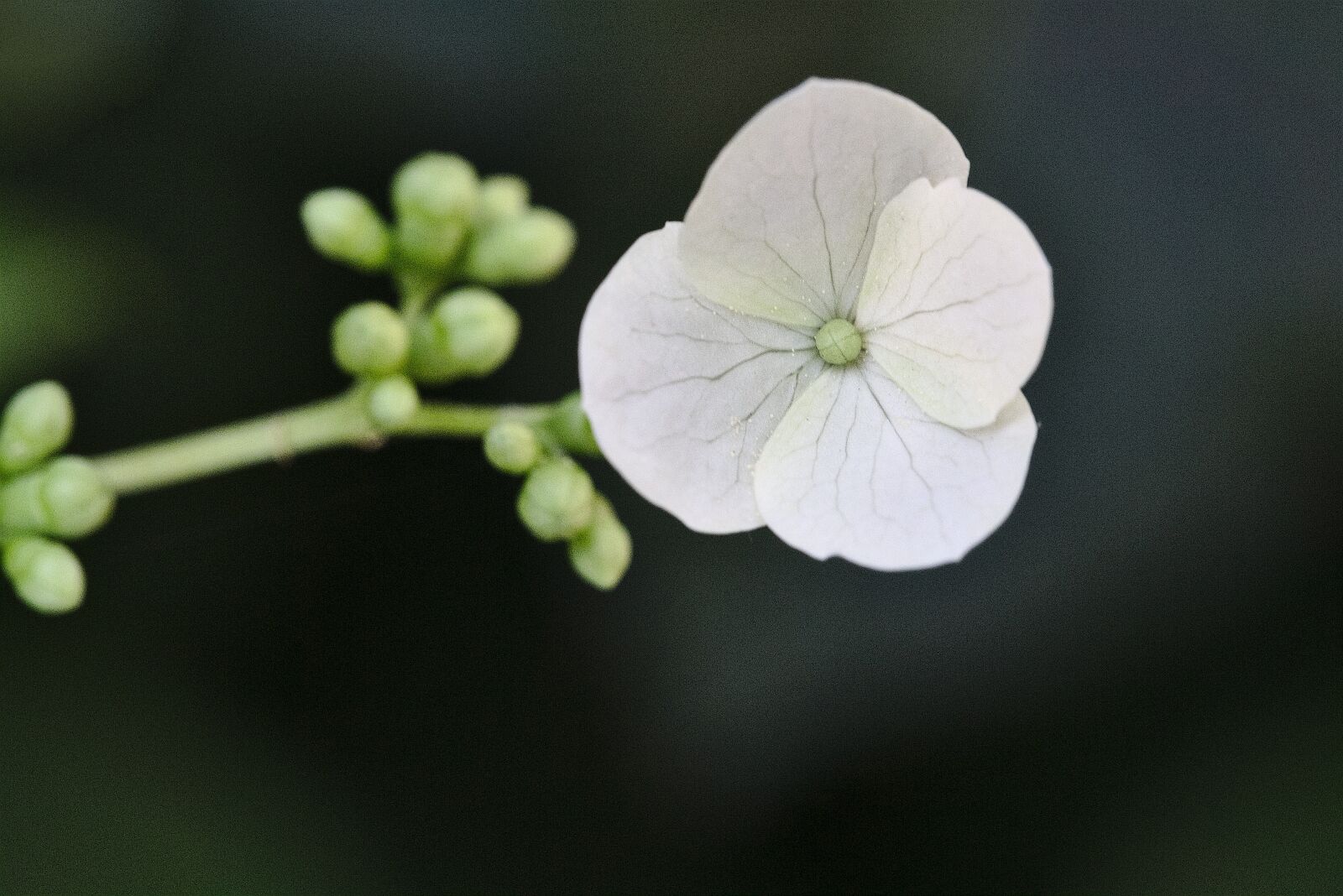 Canon EF 100mm F2.8L Macro IS USM sample photo. Blossom, bloom, spring photography