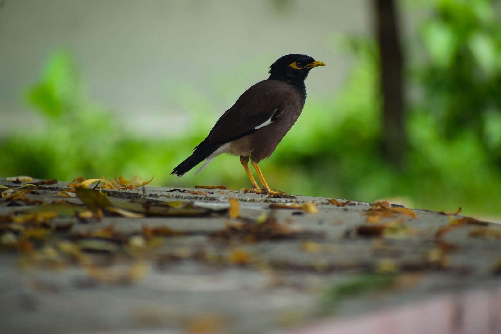 Nikon D5300 sample photo. Bird, nature, colourful photography