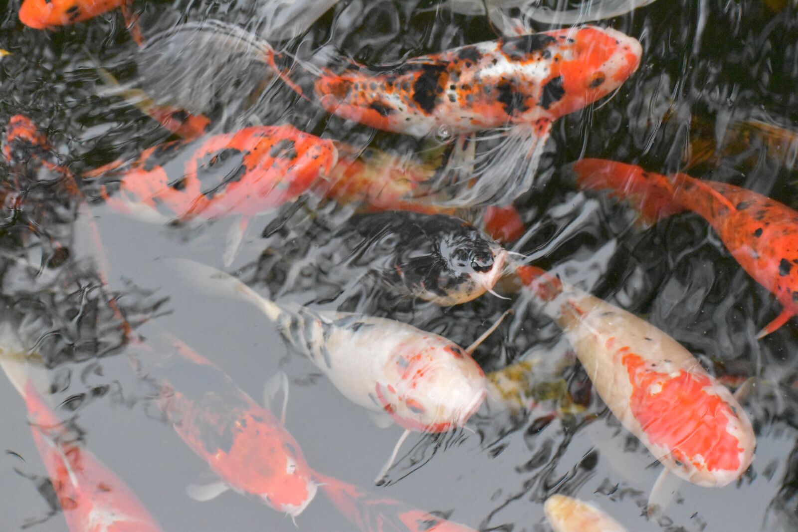 Nikon D5600 sample photo. Koi, fish, carp photography