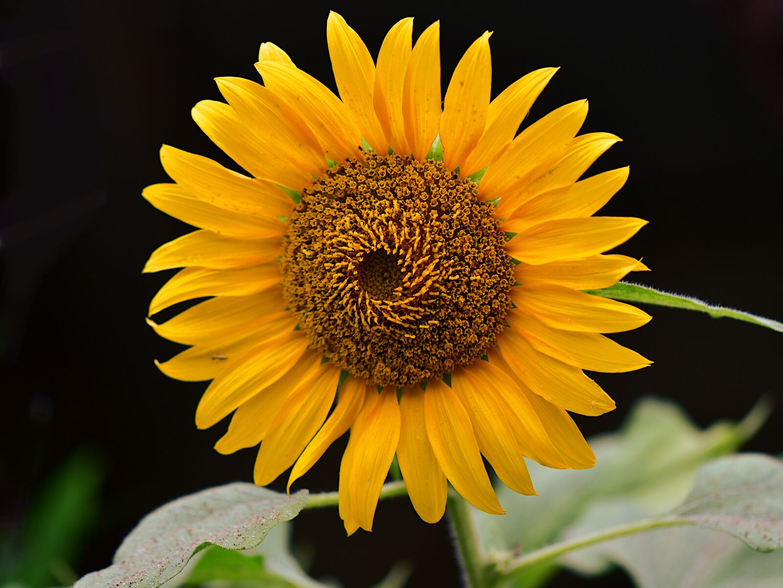 Nikon D500 sample photo. Sunflower, yellow flower, summer photography