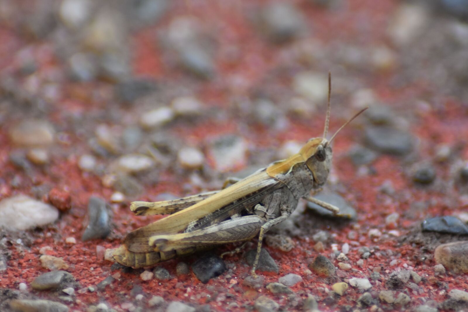 Nikon D3500 sample photo. Spinkhaan, macro, tile photography