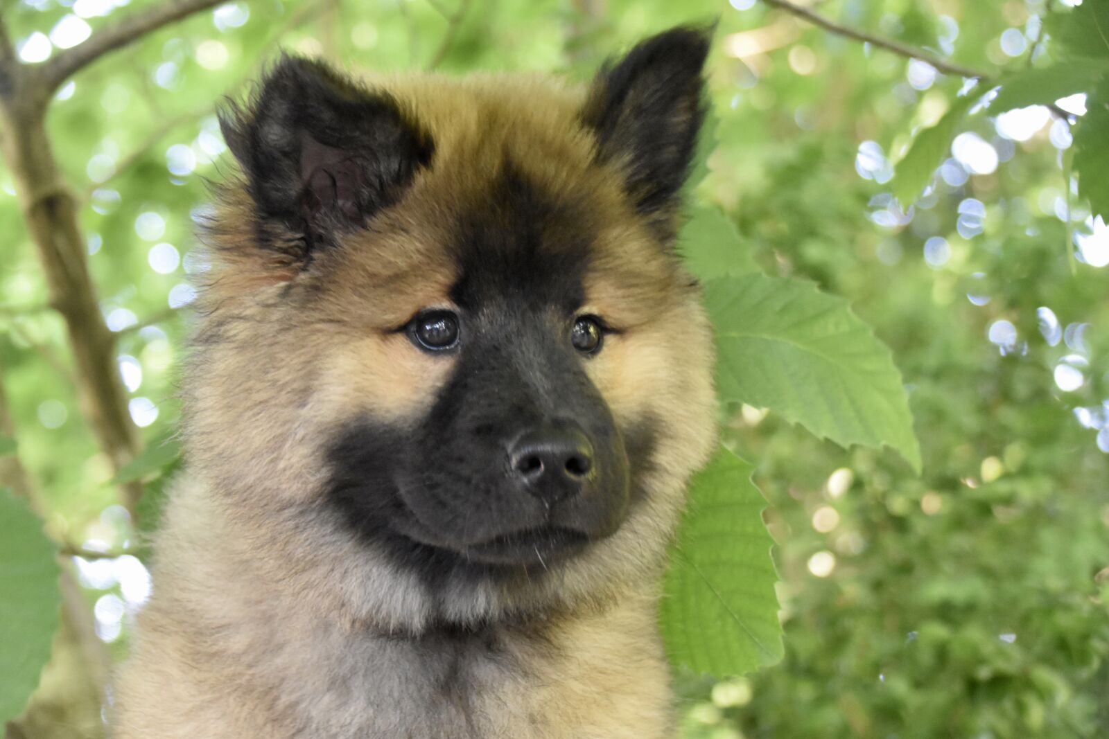 Nikon D5600 sample photo. Dog, pup, eurasier puppy photography