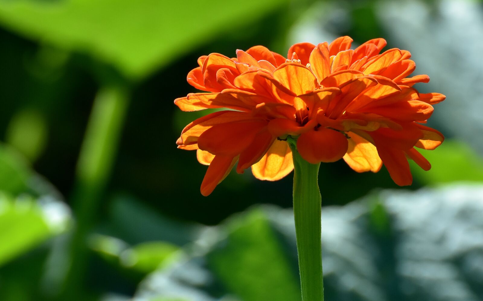 Nikon D7200 sample photo. Flower, orange, summer photography