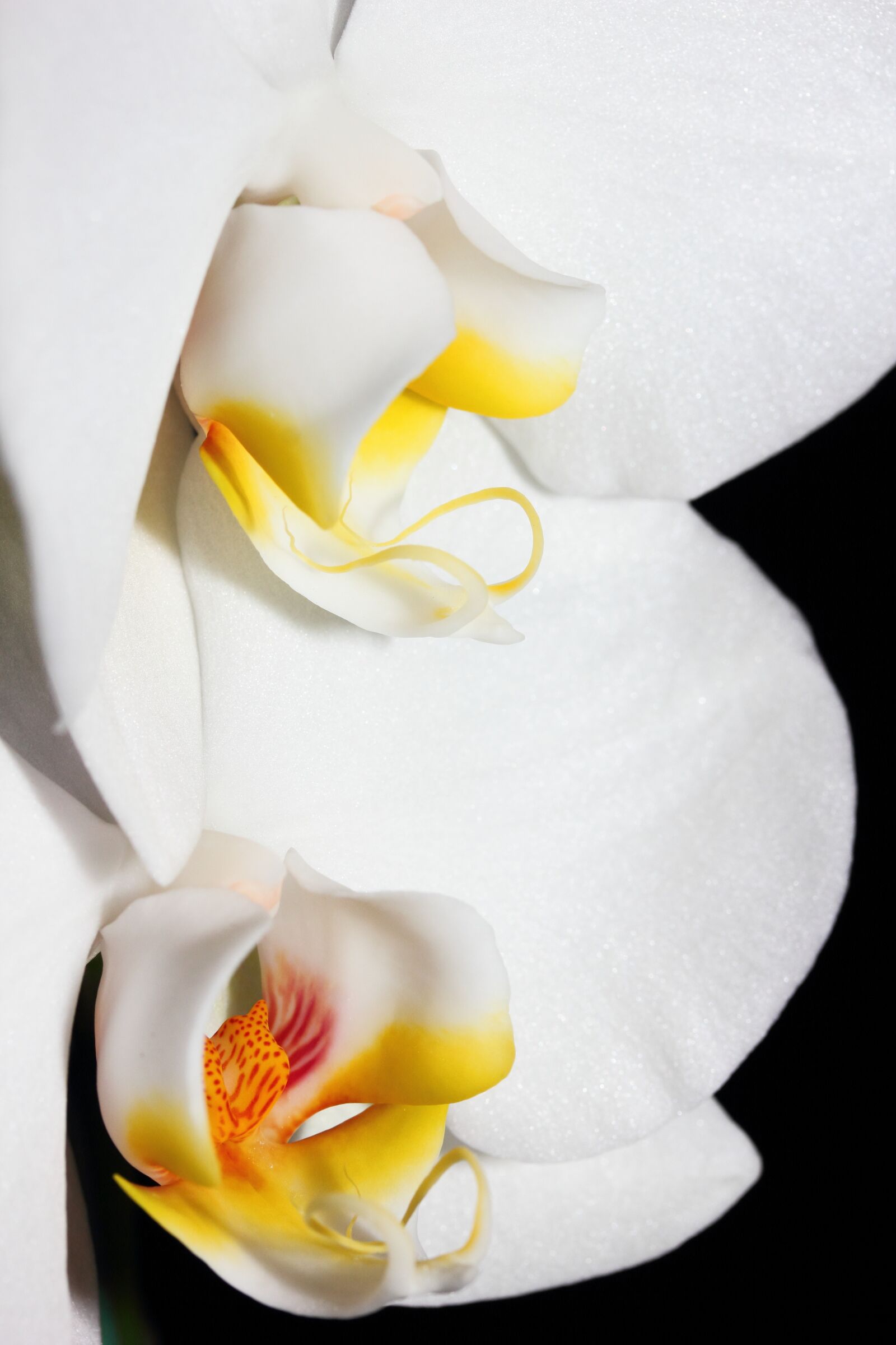 Canon EOS 60D + Canon EF-S 60mm F2.8 Macro USM sample photo. Orchid, duo, flowers photography