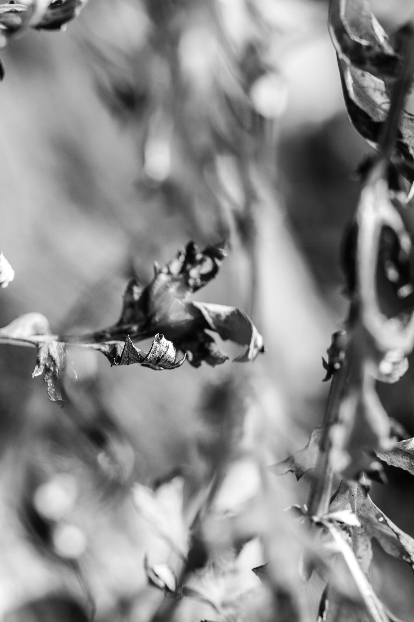Canon EOS 7D Mark II sample photo. Leaf, nature, plant photography