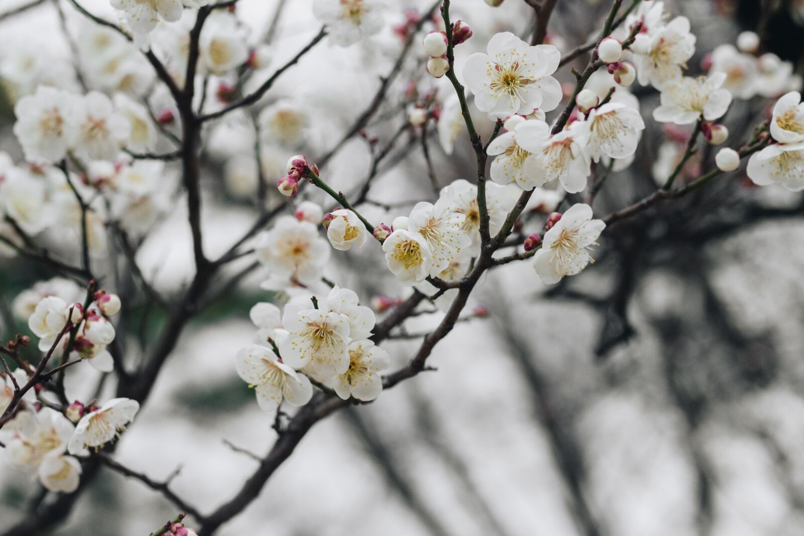 Canon EOS 700D (EOS Rebel T5i / EOS Kiss X7i) + Canon EF 50mm F1.8 II sample photo. Flower, spring, pink flower photography