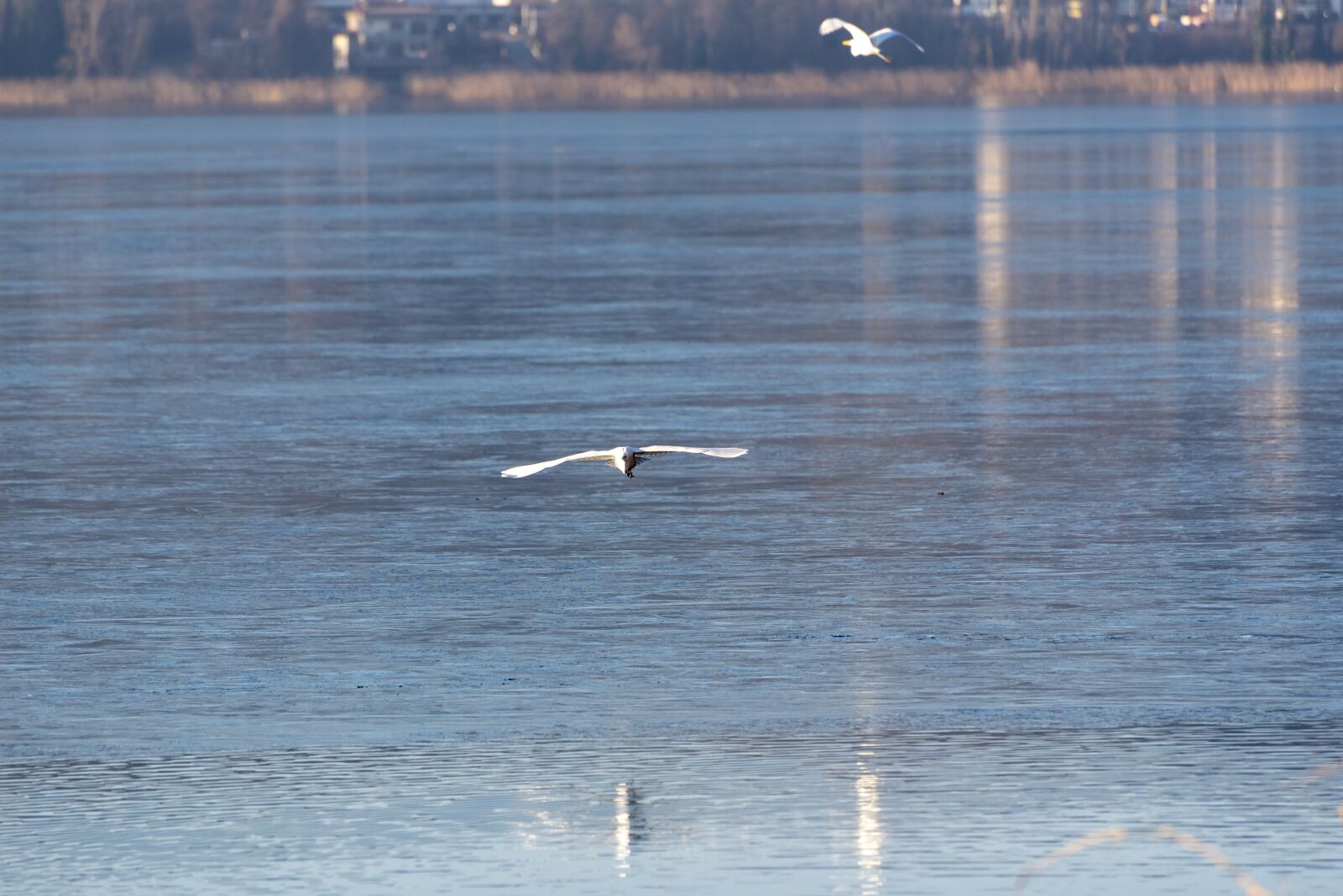 Nikon D750 sample photo. Ice, frozen, birds photography