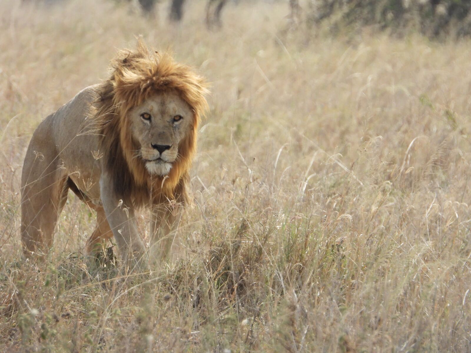 Nikon Coolpix P1000 sample photo. Lion, serengeti, africa photography