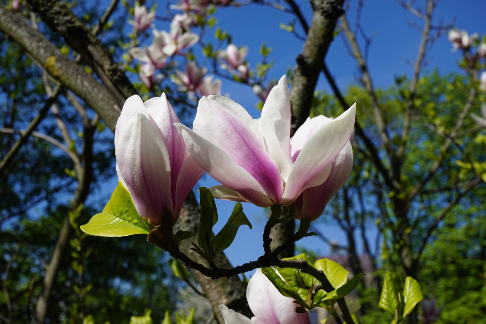 Sony a6000 sample photo. Flowers, spring, flowering trees photography